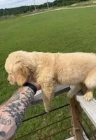 Golden retriever , a male Golden Retriever for sale in Tampa, FL – 2 of 2