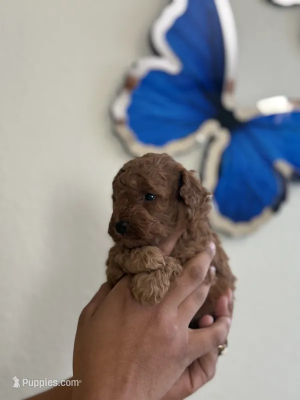 Toy poodle  – Poodle - Toy  puppy for sale in Tampa, FL