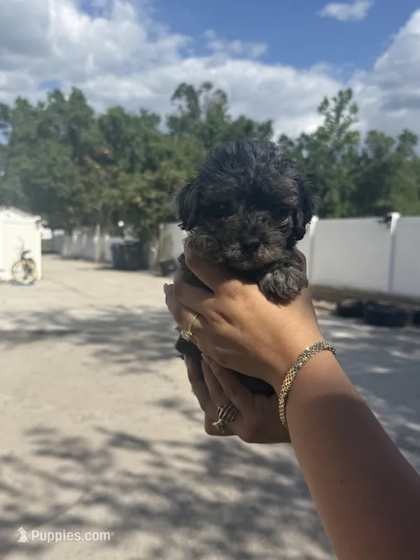 Toy poodle – Poodle - Toy  puppy for sale in Tampa, FL
