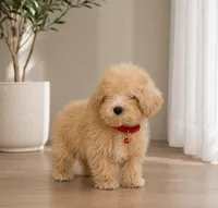 Maltipoo, a male Maltipoo for sale in Tampa, FL – 1 of 2