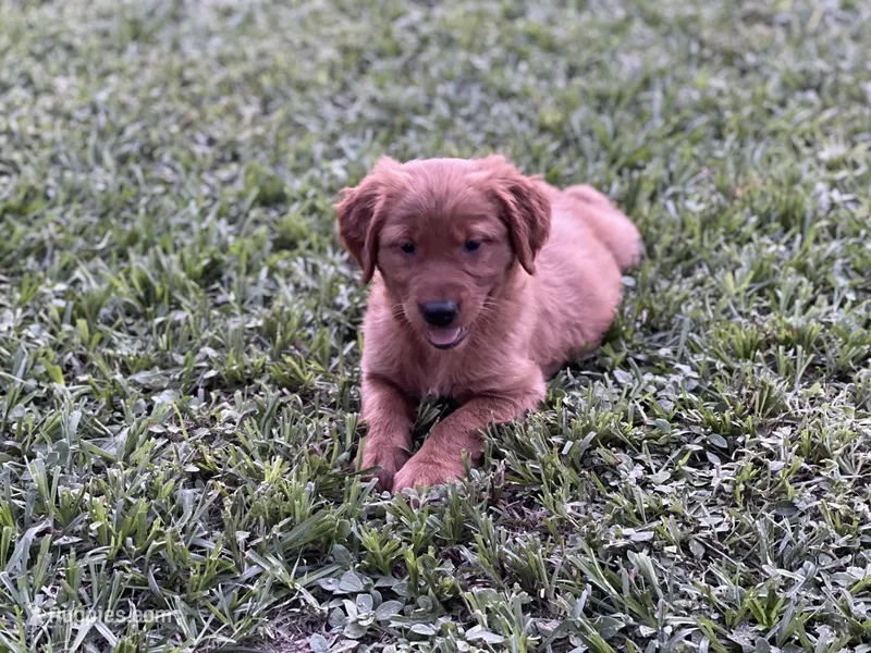 Golden retriever , a female Golden Retriever for sale in Tampa, FL – 1 of 2