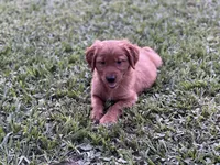 Golden retriever , a female Golden Retriever for sale in Tampa, FL – 1 of 2