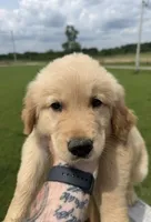 Golden retriever , a male Golden Retriever for sale in Tampa, FL – 1 of 2