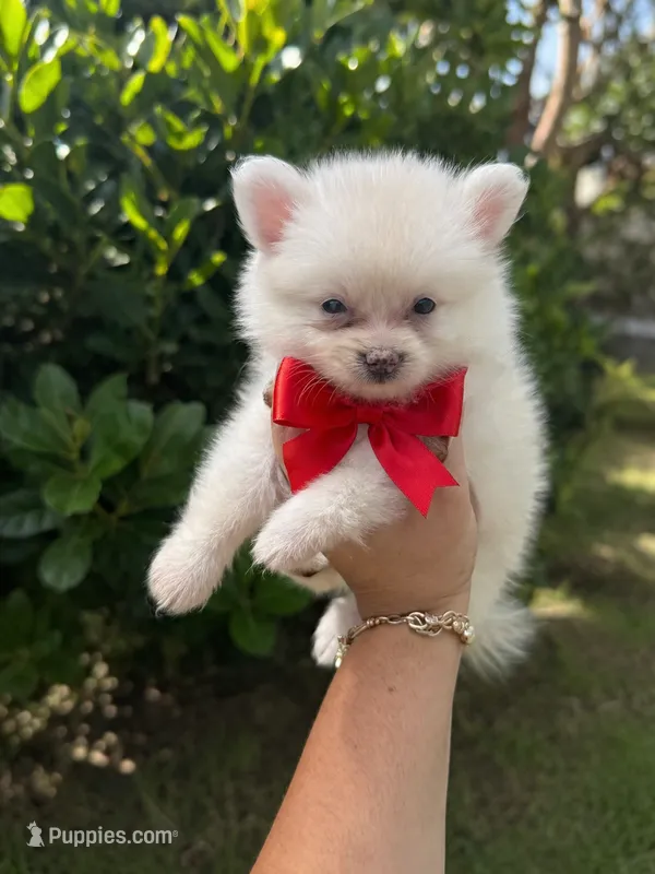 Pomeranian  – Pomeranian puppy for sale in Tampa, FL