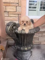Toy poodle, a male Poodle - Toy  for sale in Tampa, FL – 1 of 1