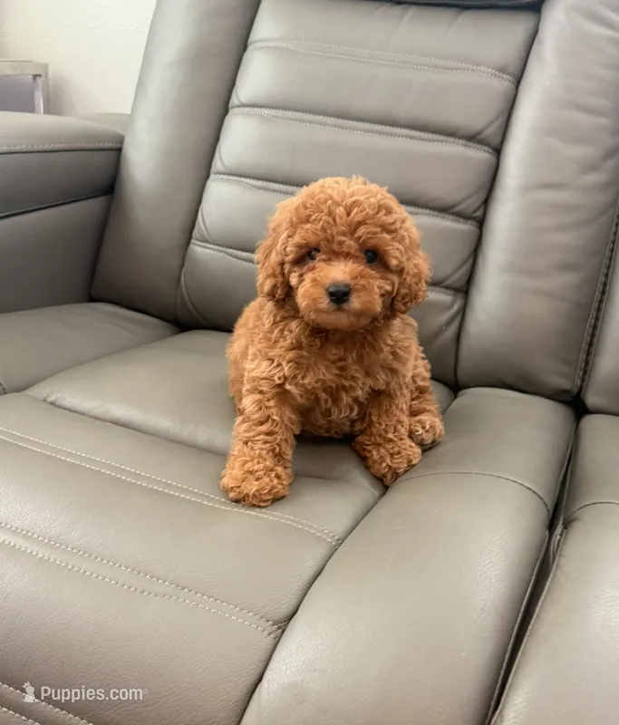 Toy poodle – Poodle - Toy  puppy for sale in Tampa, FL