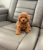 Toy poodle, a male Poodle - Toy  for sale in Tampa, FL – 1 of 1