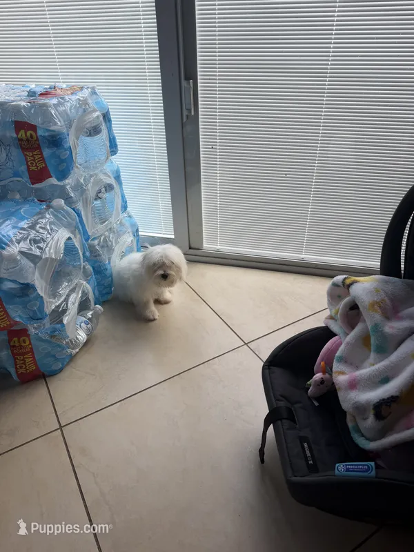 Maltese – Maltese puppy for sale in Tampa, FL