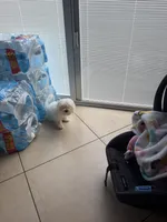 Maltese, a male Maltese for sale in Tampa, FL – 1 of 1