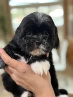 Shih tzu , a male Shih Tzu for sale in Tampa, FL – Photo 1 of 2