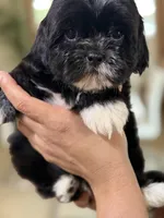 Shih tzu , a male Shih Tzu for sale in Tampa, FL – Photo 2 of 2