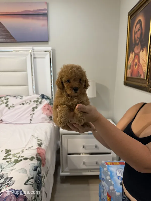 Toy poodle  – Poodle - Toy  puppy for sale in Tampa, FL