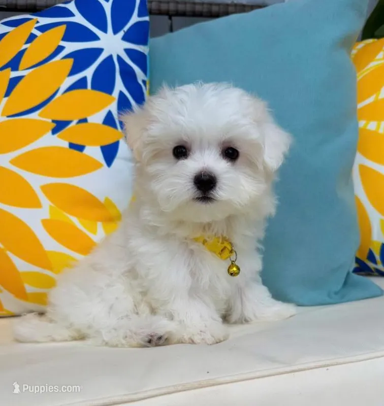 Maltese – Maltese puppy for sale in Tampa, FL
