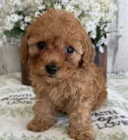 Toy poodle, a female Poodle - Toy  for sale in Tampa, FL – 2 of 2