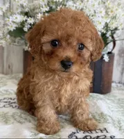 Toy poodle, a female Poodle - Toy  for sale in Tampa, FL – 1 of 2