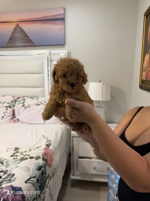 Toy poodle – Poodle - Toy  puppy for sale in Tampa, FL