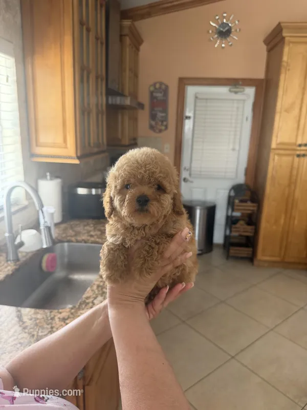 Toy poodle – Poodle - Toy  puppy for sale in Tampa, FL