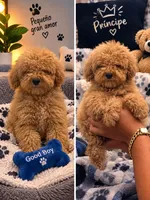 Cute toy poodle , a male Poodle - Toy  for sale in Tampa, FL – 1 of 1