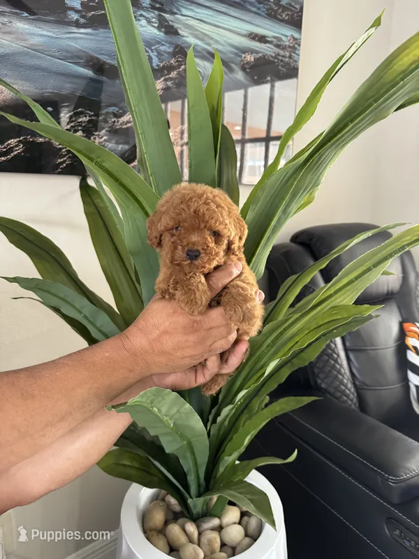 Toy poodle  – Poodle - Toy  puppy for sale in Tampa, FL