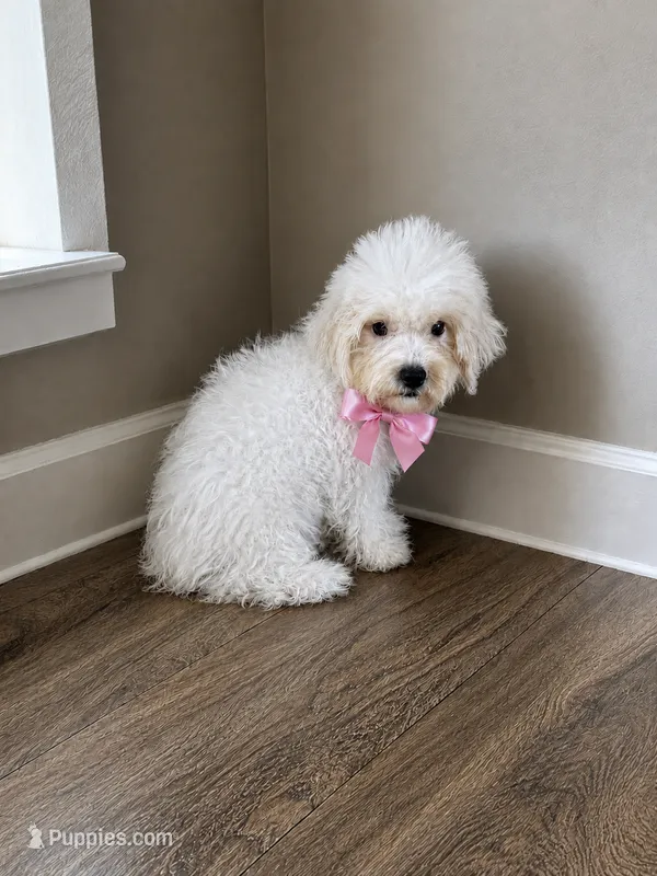 Maltipoo – Maltipoo puppy for sale in Tampa, FL
