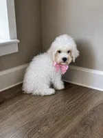 Maltipoo, a female Maltipoo for sale in Tampa, FL – 1 of 1