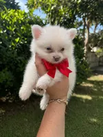 Pomeranian , a male Pomeranian for sale in Tampa, FL – 2 of 2