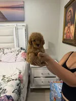 Toy poodle , a female Poodle - Toy  for sale in Tampa, FL – 1 of 1