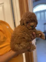 Toy poodle, a  Poodle - Toy  for sale in Tampa, FL – Photo 2 of 2