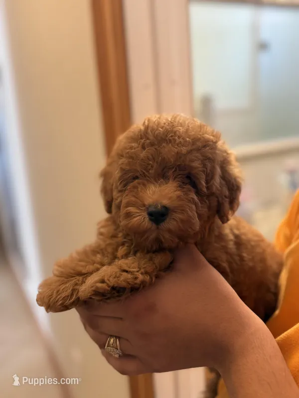 Toy poodle