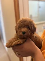 Toy poodle, a  Poodle - Toy  for sale in Tampa, FL – Photo 1 of 2