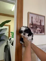 Shih Tzu, a male Shih Tzu for sale in Tampa, FL – Photo 1 of 2