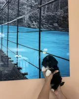 Shih Tzu, a male Shih Tzu for sale in Tampa, FL – Photo 2 of 2