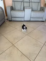 Shih Tzu, a male Shih Tzu for sale in Tampa, FL – Photo 2 of 2