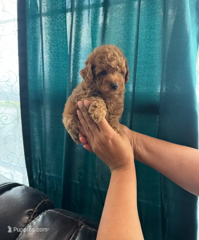 Toy poodle  – Poodle - Toy  puppy for sale in Tampa, FL
