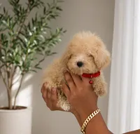 Maltipoo, a male Maltipoo for sale in Tampa, FL – 2 of 2