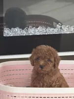 Toy poodle, a female Poodle - Toy  for sale in Tampa, FL – Photo 1 of 2