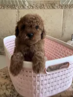 Toy poodle, a female Poodle - Toy  for sale in Tampa, FL – Photo 2 of 2