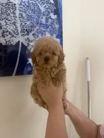 Toy poodle, a male Poodle - Toy  for sale in Tampa, FL – Photo 2 of 2