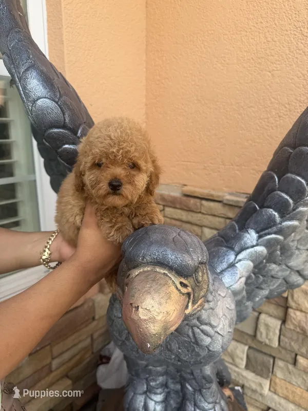 Toy poodle – Poodle - Toy  puppy for sale in Tampa, FL