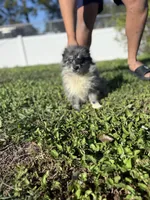 Pomeranian, a male Pomeranian for sale in Tampa, FL – Photo 2 of 2