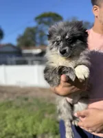 Pomeranian, a male Pomeranian for sale in Tampa, FL – Photo 1 of 2