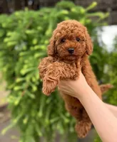 Toy poodle , a male Poodle - Toy  for sale in Tampa, FL – 2 of 2