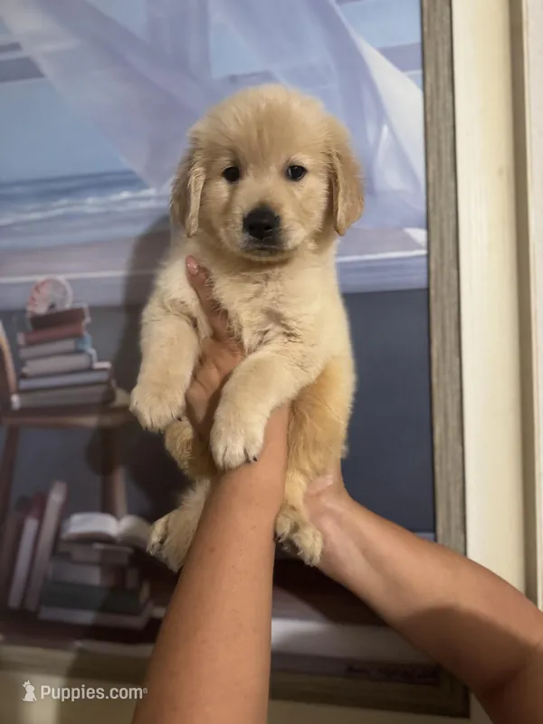 Golden retriever  – Golden Retriever puppy for sale in Tampa, FL