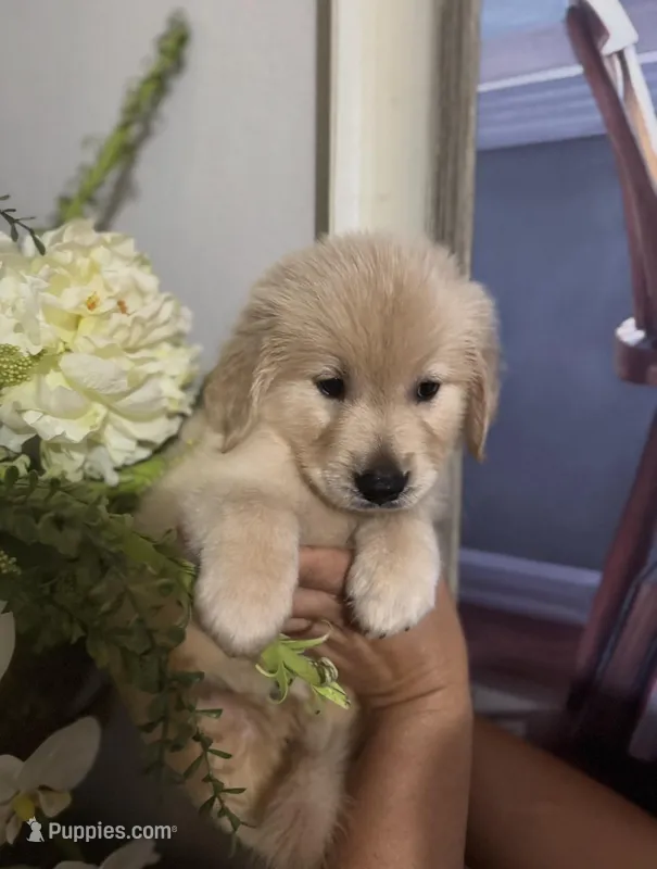 Golden retriever  – Golden Retriever puppy for sale in Tampa, FL