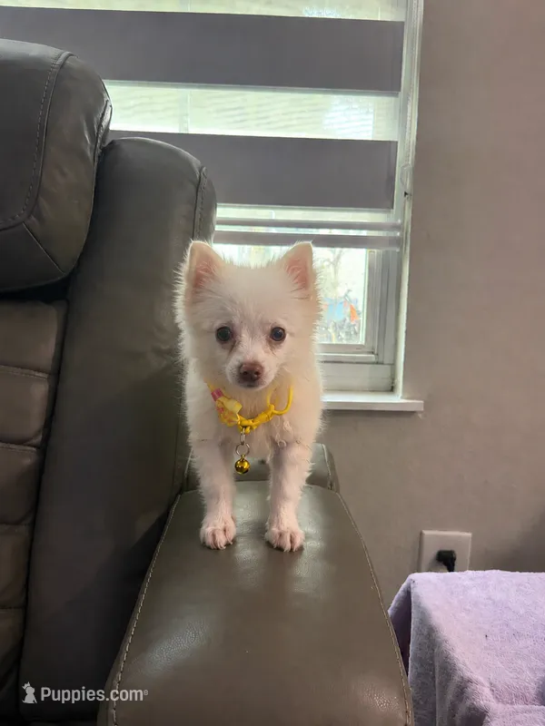 Pomeranian  – Pomeranian puppy for sale in Tampa, FL