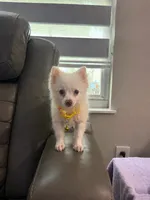 Pomeranian , a male Pomeranian for sale in Tampa, FL – 1 of 1