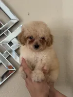 Toy poodle, a male Poodle - Toy  for sale in Tampa, FL – Photo 2 of 2