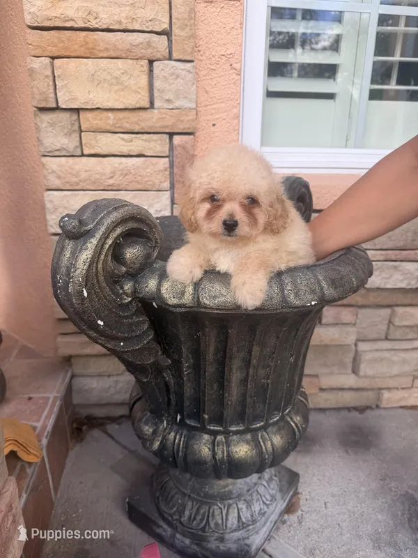 Toy poodle – Poodle - Toy  puppy for sale in Tampa, FL