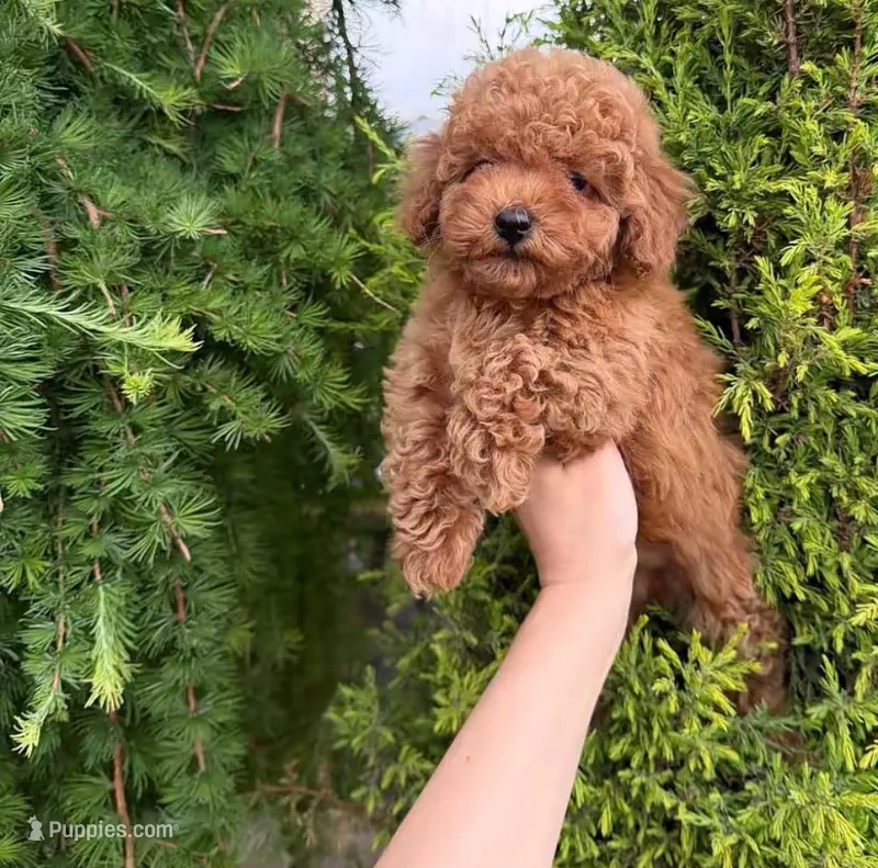 Toy poodle  – Poodle - Toy  puppy for sale in Tampa, FL