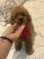 You poodle , a female Poodle - Toy  for sale in Tampa, FL – 1 of 2